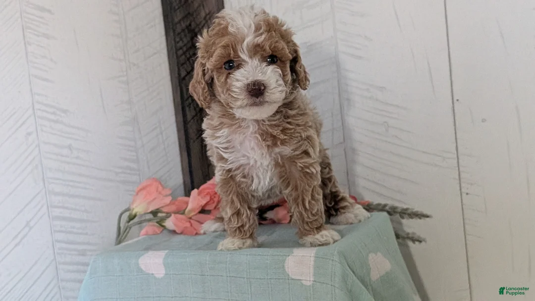 Cockapoo dogs for sale: Tara - Ad 2
