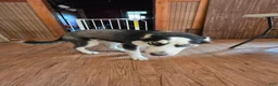 Siberian Husky dogs for sale: Freckle - Ad 4