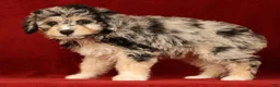 Mini Aussiedoodle dogs for sale: Cutie - Ad 2