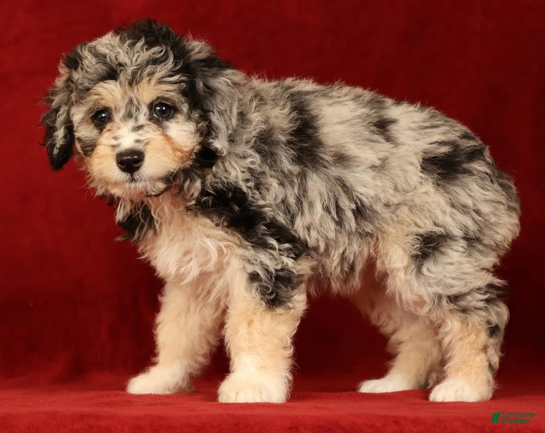 Mini Aussiedoodle dogs for sale: Cutie - Ad 2