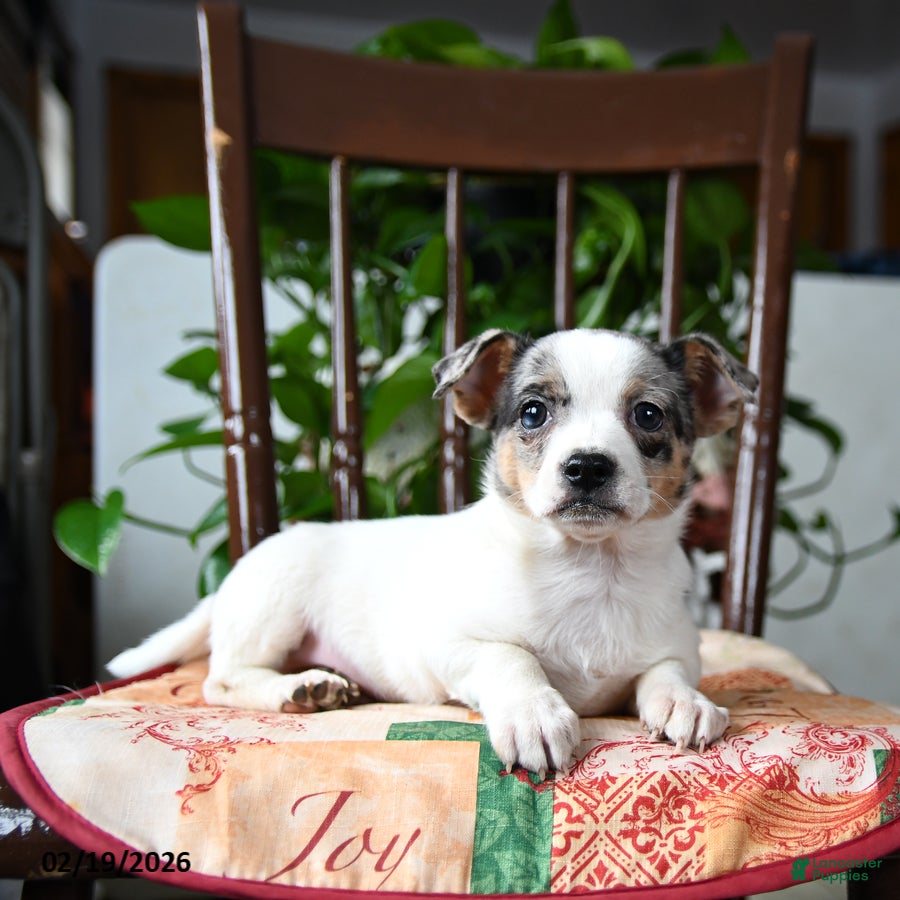 Chihuahua dogs Pebbles - Ad 2