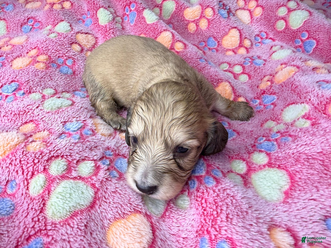 Miniature Dachshund dogs for sale: Cream - Ad 45