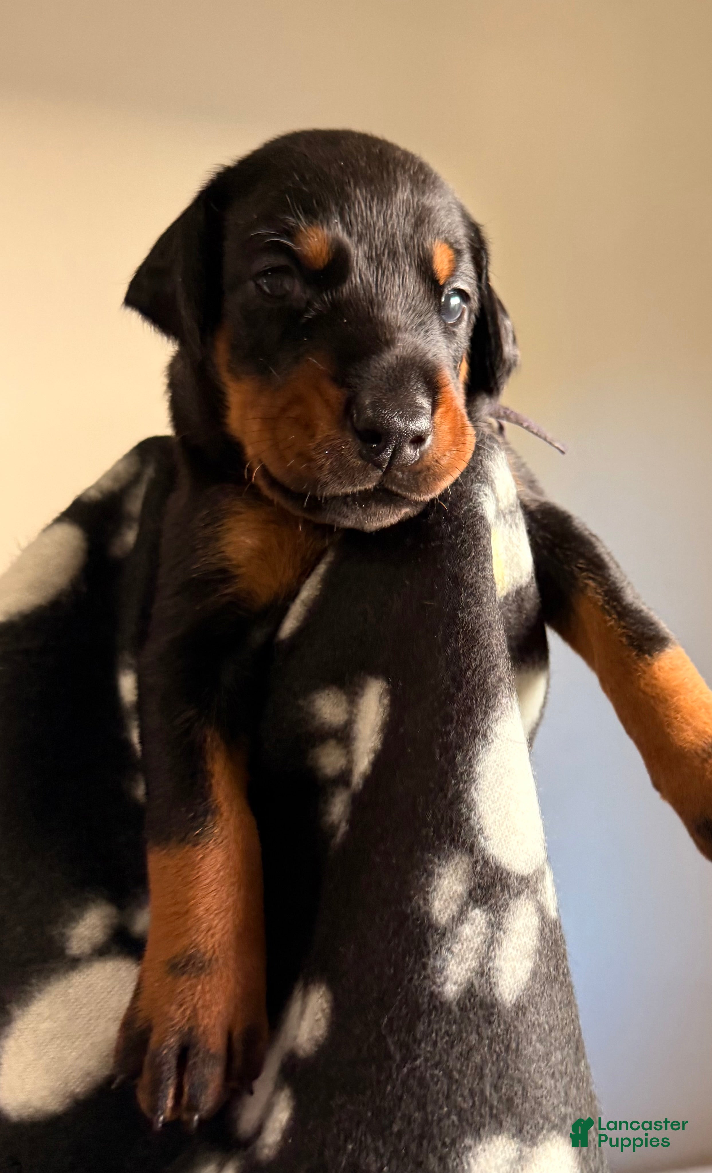 Doberman Pinscher dogs Lyra-Purple Collar - Ad 18