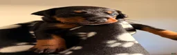 Doberman Pinscher dogs for sale: Lyra-Purple Collar - Ad 1