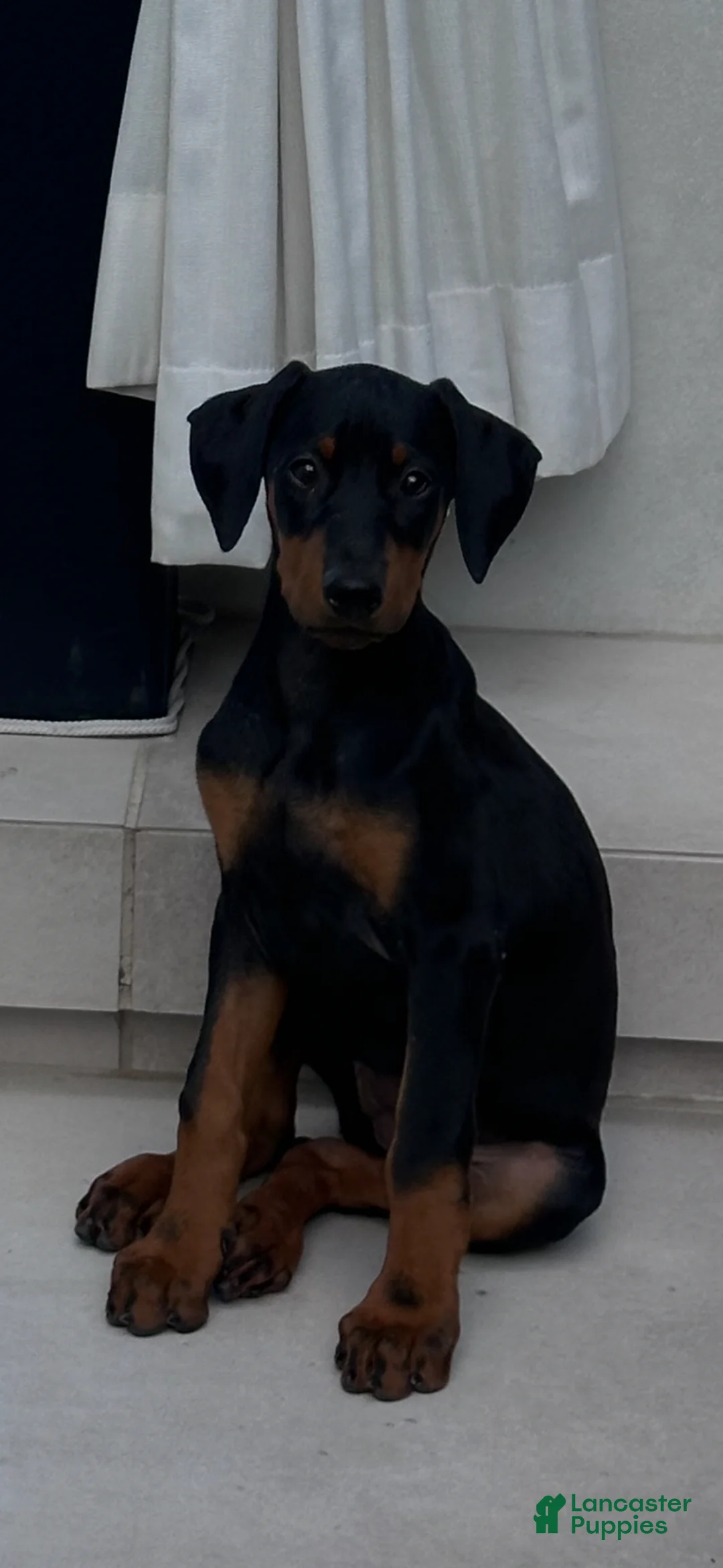 Doberman Pinscher dogs for sale: Kobe - Ad 2
