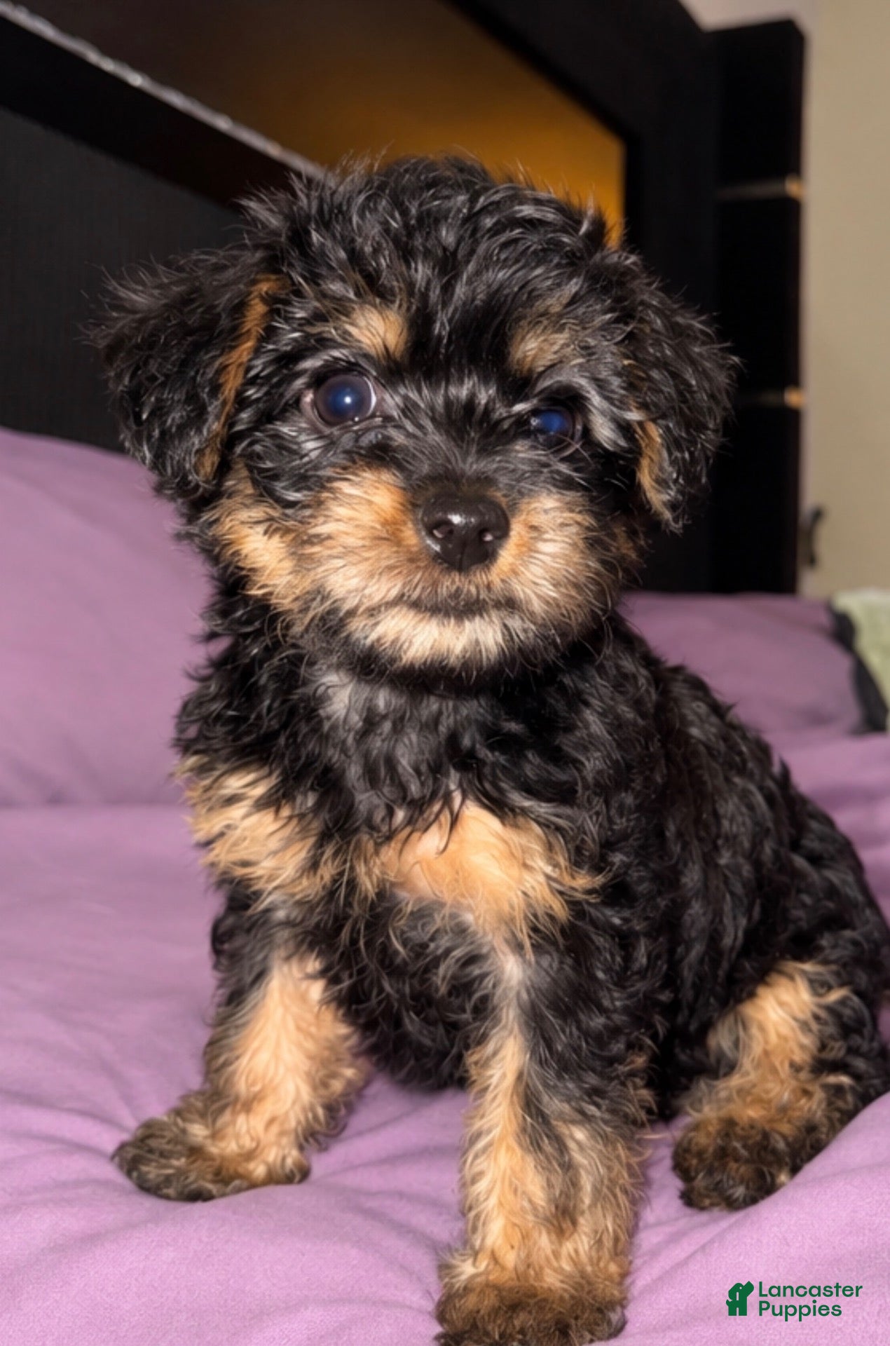 Fendi (Yorkiepoo, Female) in Port St. Lucie, FL