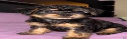 Yorkiepoo dogs for sale: Fendi - Ad 1