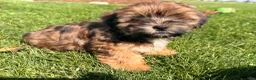 Shorkie dogs for sale: Pablo  - Ad 5