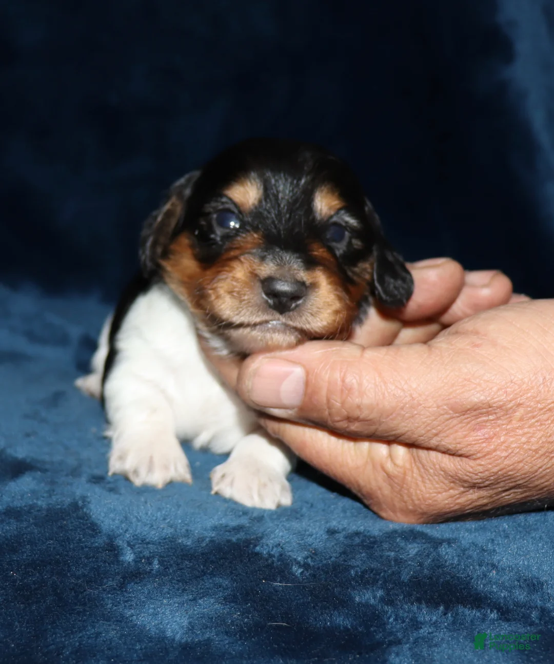Miniature Dachshund dogs for sale: Wheeler - Ad 2