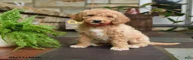 Cookie