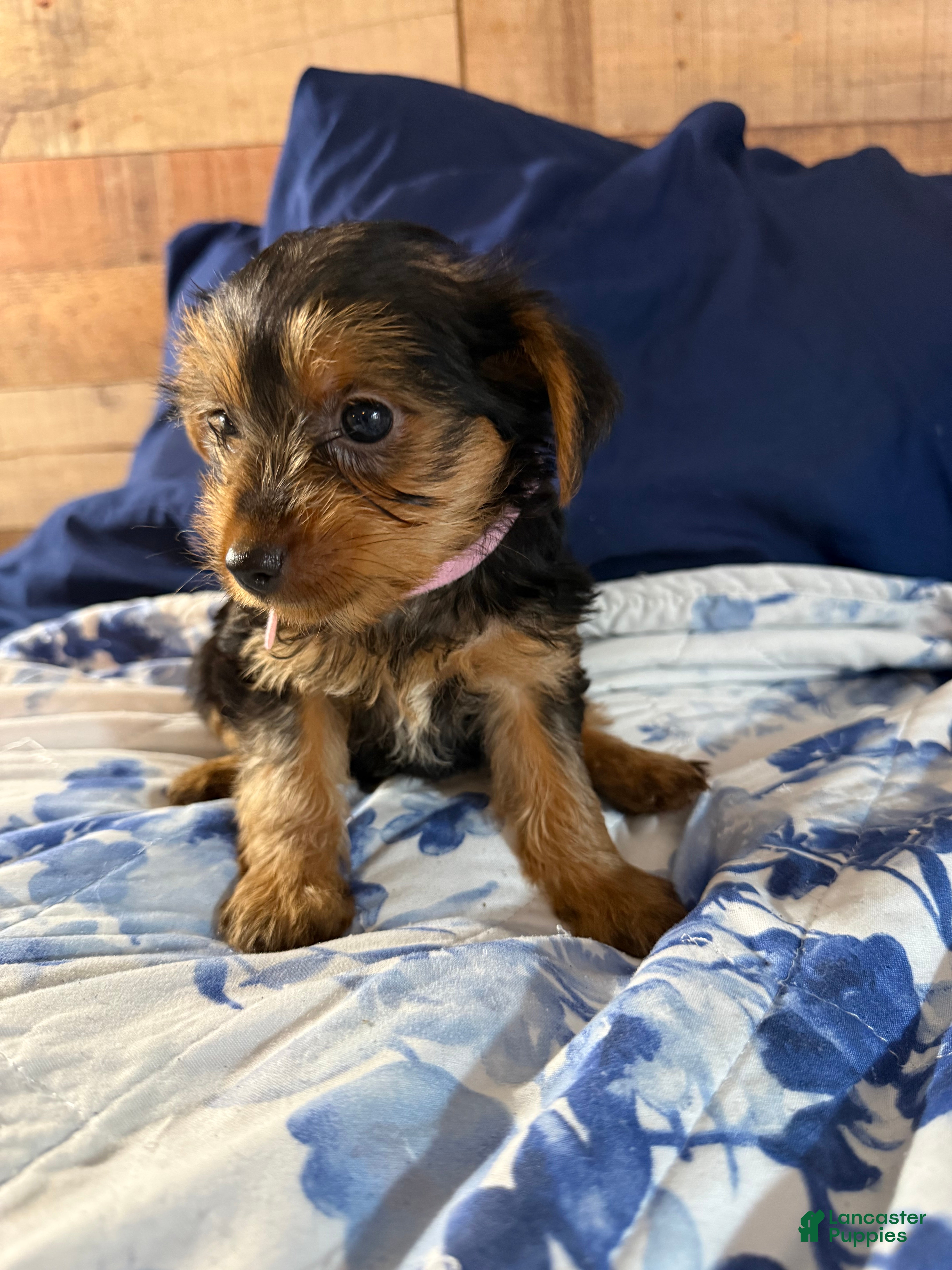 Yorkshire Terrier dogs Mini mouse  - Ad 2