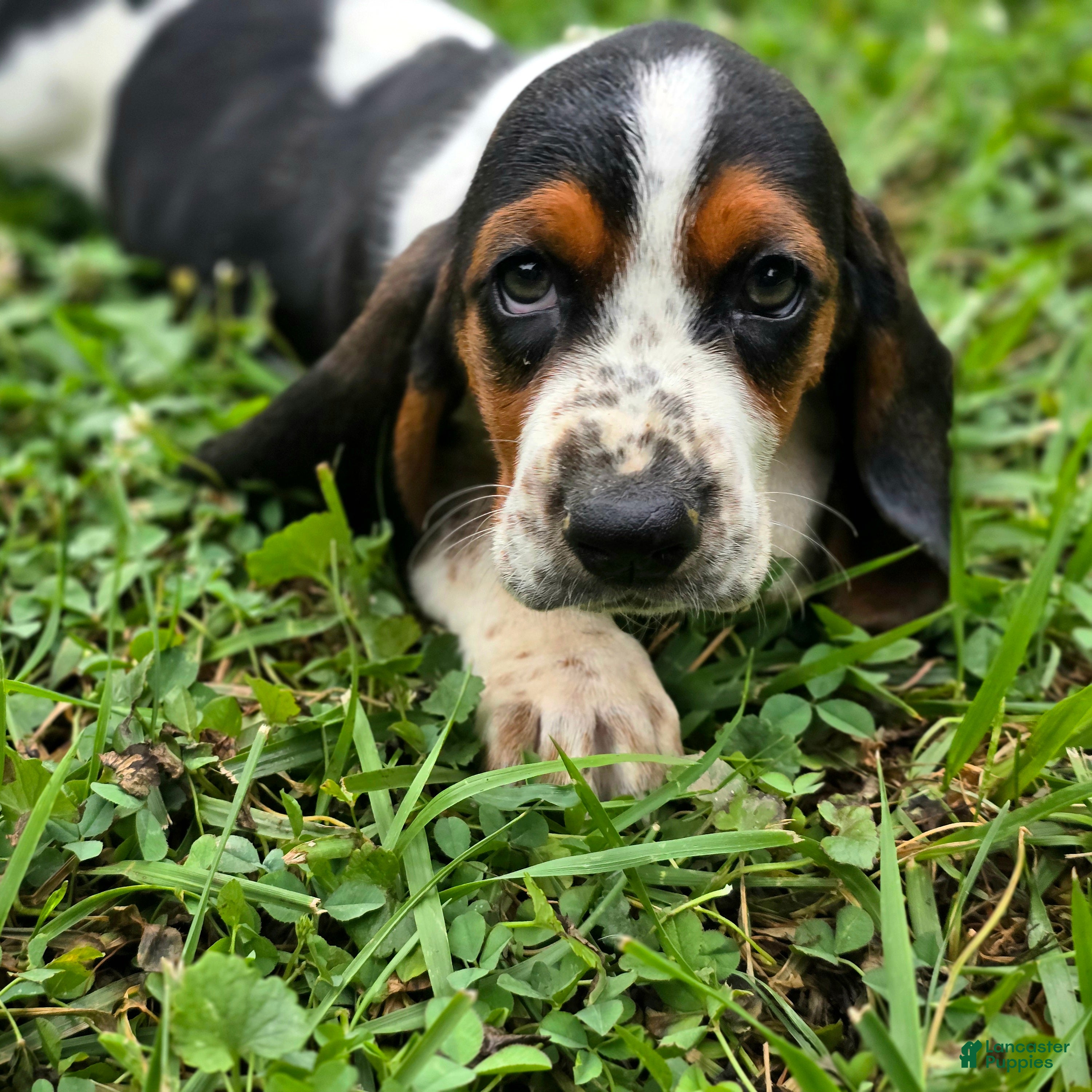 Basset Hound dogs PRISMARI - Ad 2