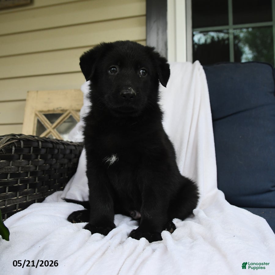 German Shepherd dogs for sale: Felix - Ad 3
