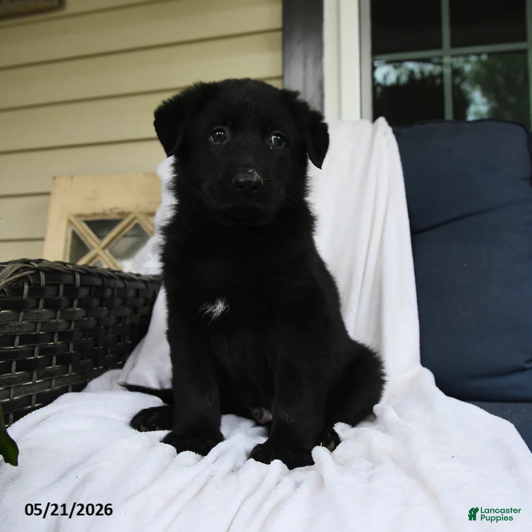 German Shepherd dogs for sale: Felix - Ad 1