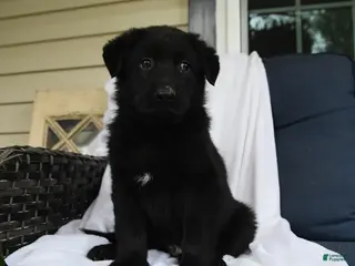 German Shepherd dogs for sale: Felix - Ad 3