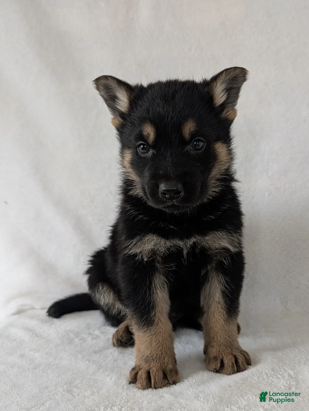German Shepherd dogs for sale: Dillon  - Ad 3