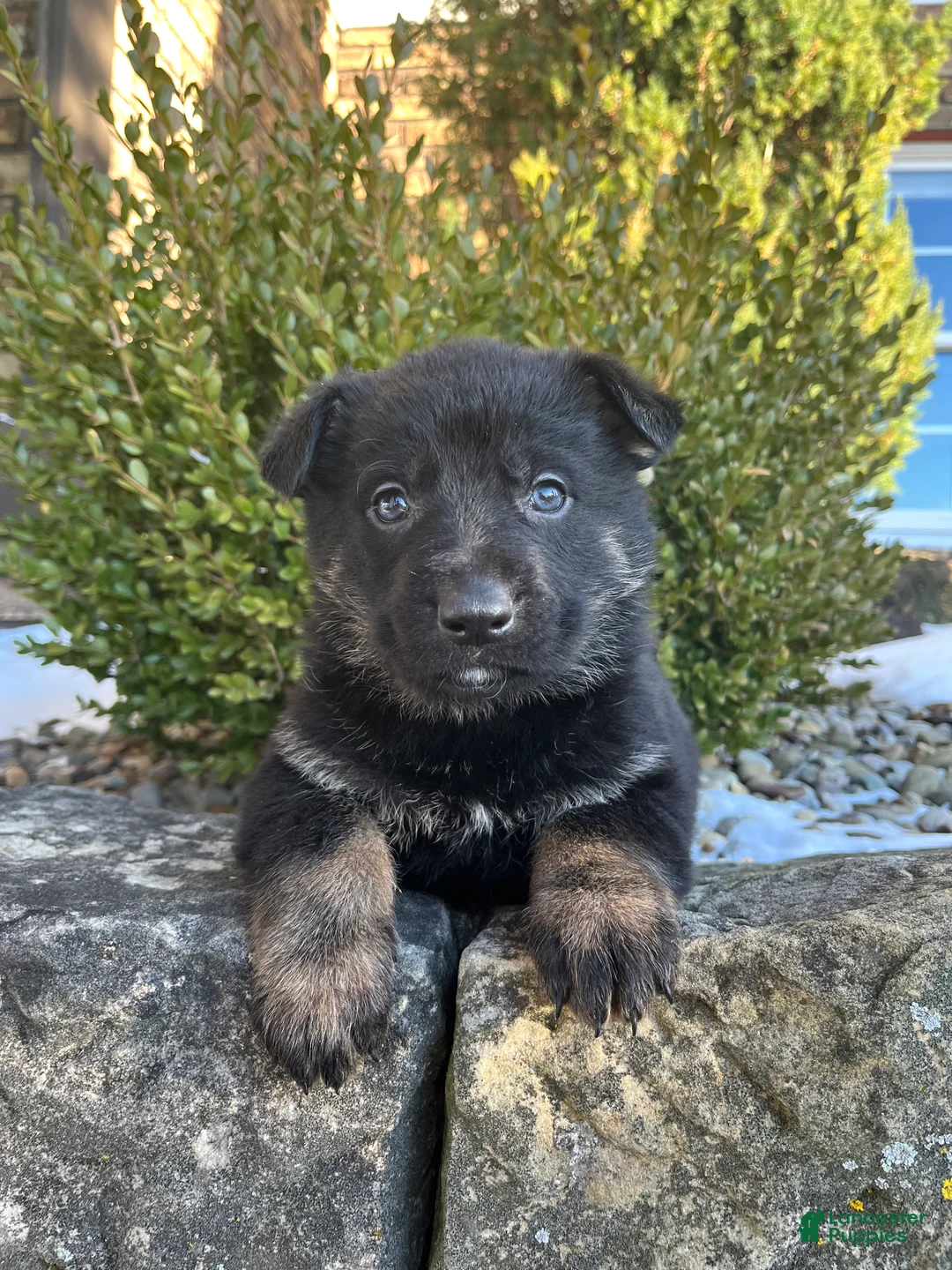 German Shepherd dogs for sale: Opal - Ad 3