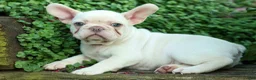 French Bulldog dogs for sale: Snoopy 🐶 - Ad 17