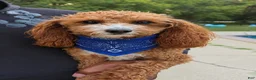 Goldendoodle dogs for sale: Goldendoodle 1 - Ad 4