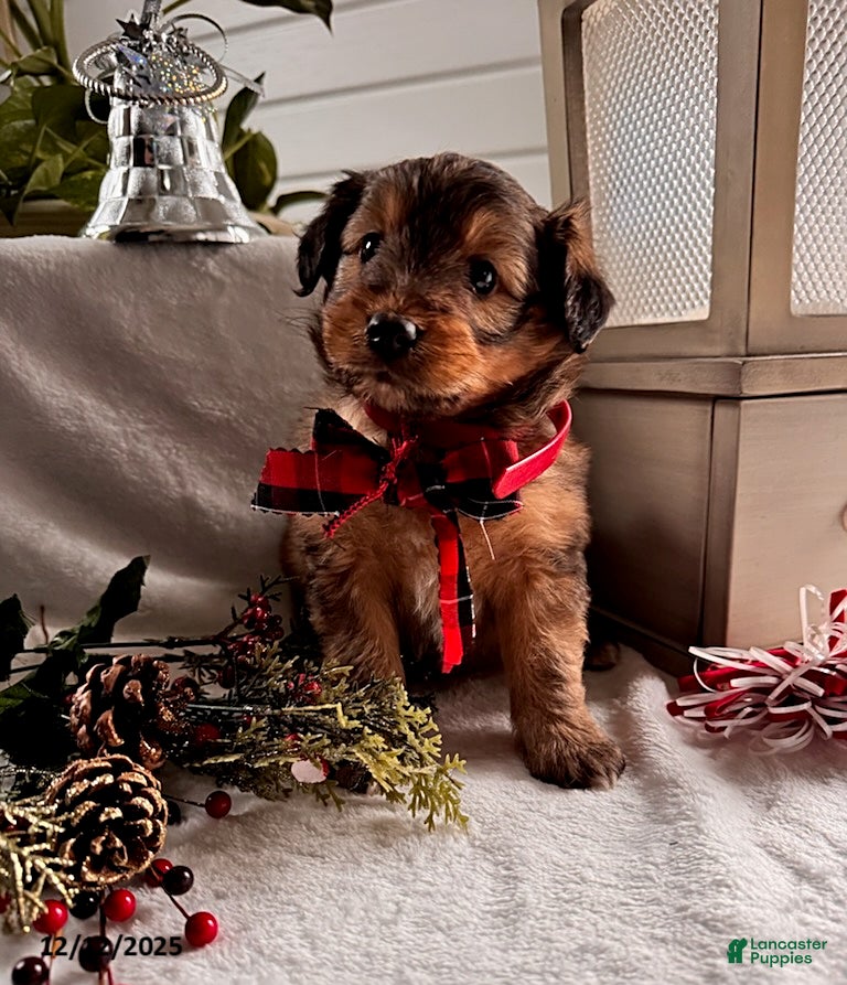 Sheltiedoodle dogs Teddy - Ad 2