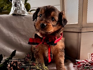 Sheltiedoodle dogs Teddy - Ad 1