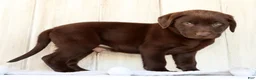 Labrador Retriever dogs for sale: Renny - Ad 3