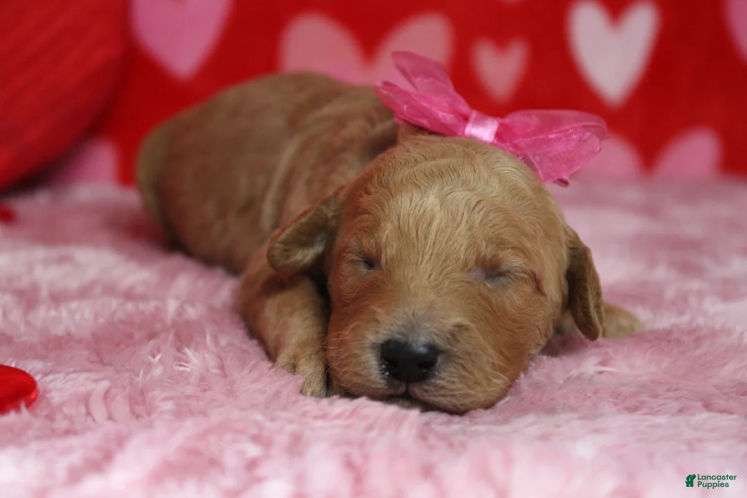 Goldendoodle dogs for sale: Sierra  - Ad 2