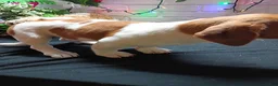 Jack Russell Terrier dogs for sale: Roscoe - Ad 5