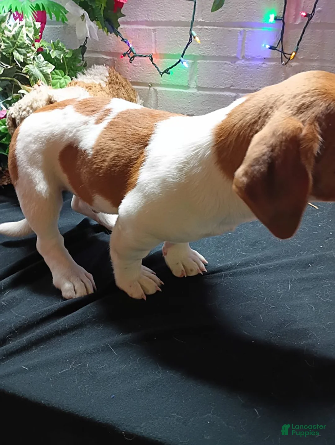 Jack Russell Terrier dogs for sale: Roscoe - Ad 5