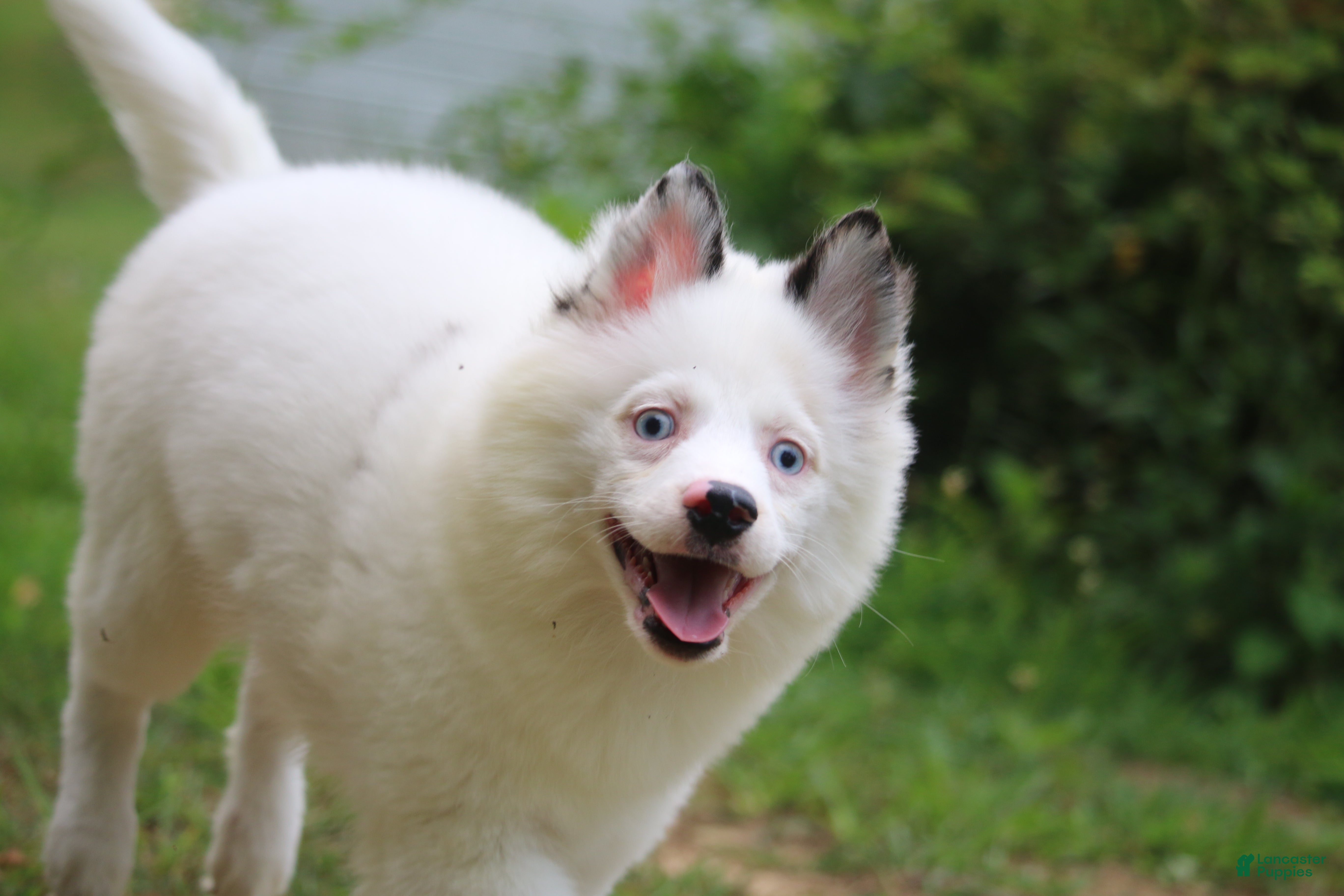 Pomsky dogs Prince - Ad 1