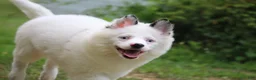 Pomsky dogs for sale: Prince - Ad 5