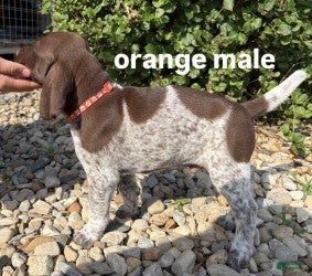 German Shorthaired Pointer dogs Orange Male - Ad 1