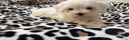 Maltipoo dogs for sale: Snow - Ad 2