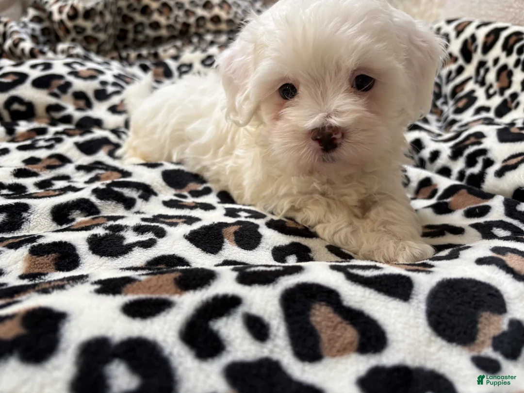 Maltipoo dogs for sale: Snow - Ad 2