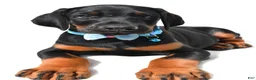 Doberman Pinscher dogs for sale: Bo - Ad 4