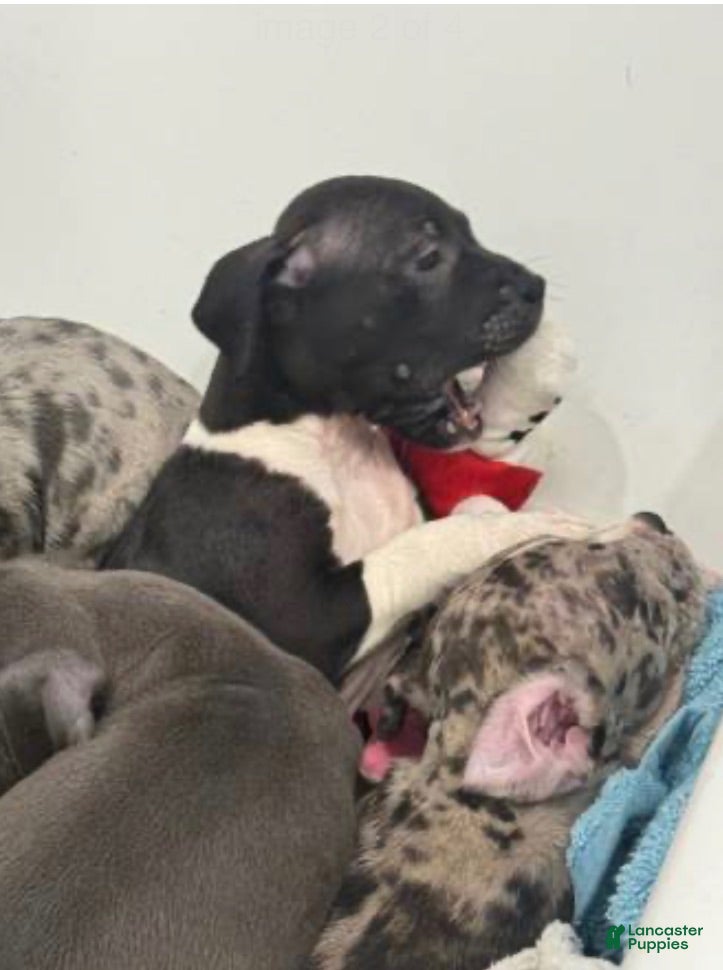 American Bully dogs Pressure - Ad 17