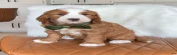 Mini Bernedoodle dogs for sale: Tux - Ad 2