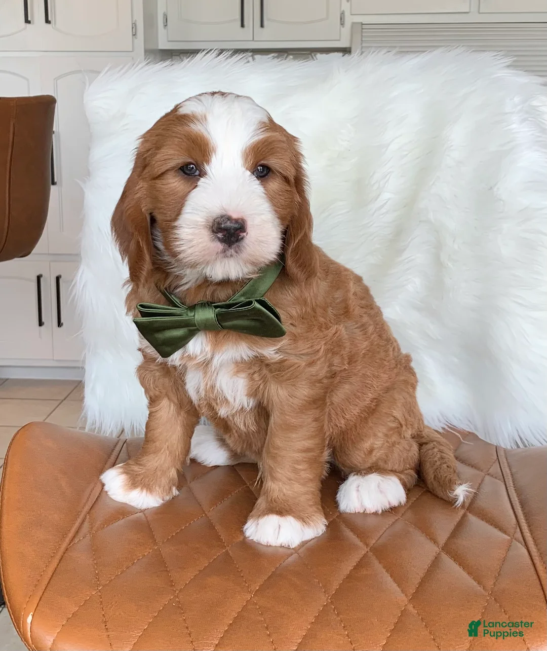 Mini Bernedoodle dogs for sale: Tux - Ad 2
