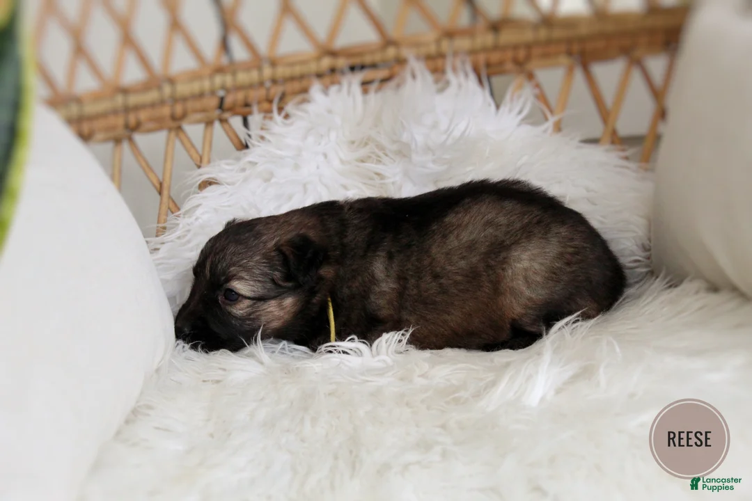 Mixed Breed dogs for sale: Reese - Ad 5