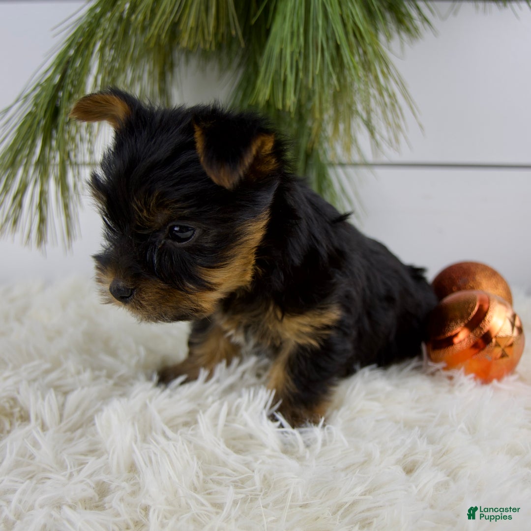 Yorkshire Terrier dogs for sale: Carson - Ad 4
