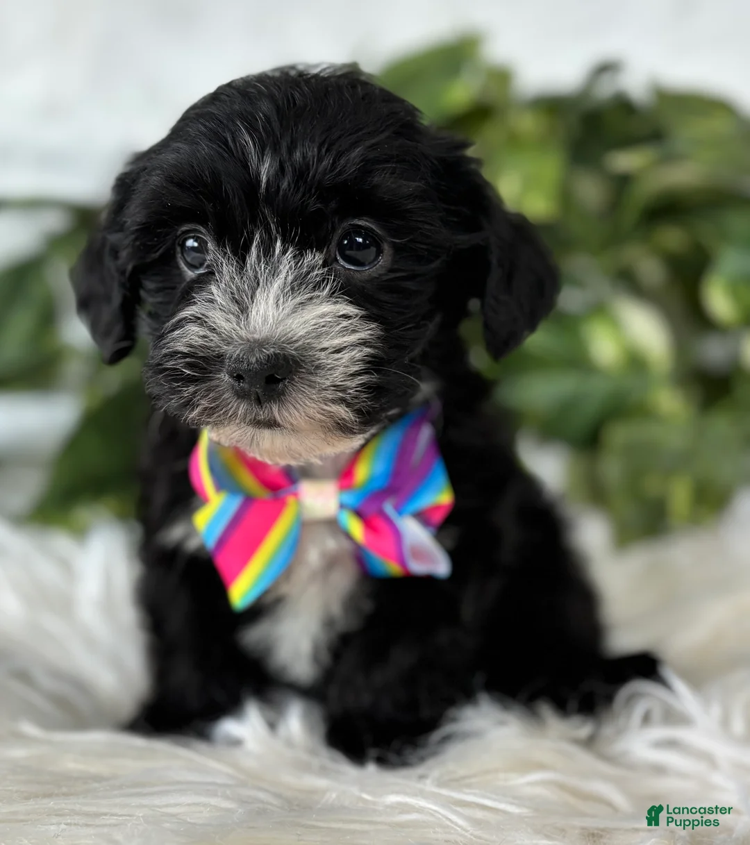 Morkie dogs for sale: Patrick - Ad 7