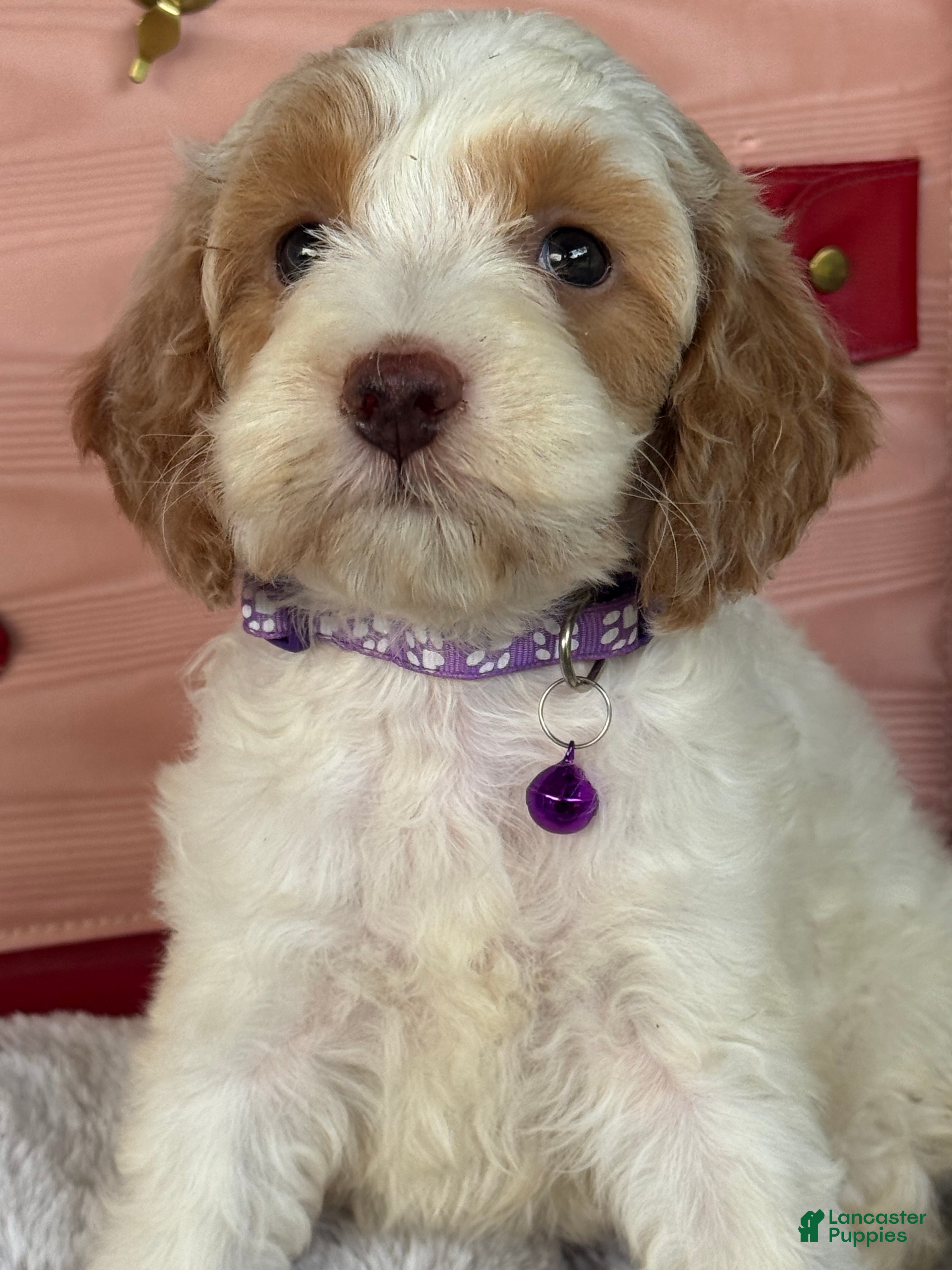 Cockapoo dogs for sale: Ruby - Ad 2
