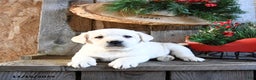 Labrador Retriever dogs for sale: Scotty - Ad 1