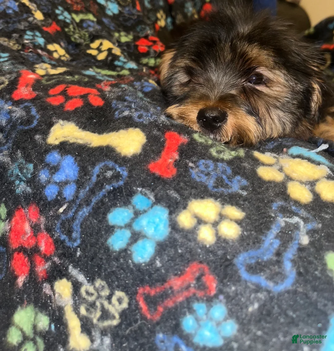 Yorkshire Terrier dogs for sale: Sid  - Ad 2