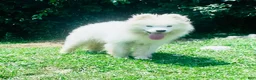 Samoyed dogs for sale: Alyosha  - Ad 4