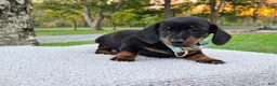 Miniature Dachshund dogs for sale: Poppy  - Ad 7