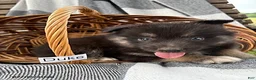 Pomsky dogs for sale: Duke - Ad 2