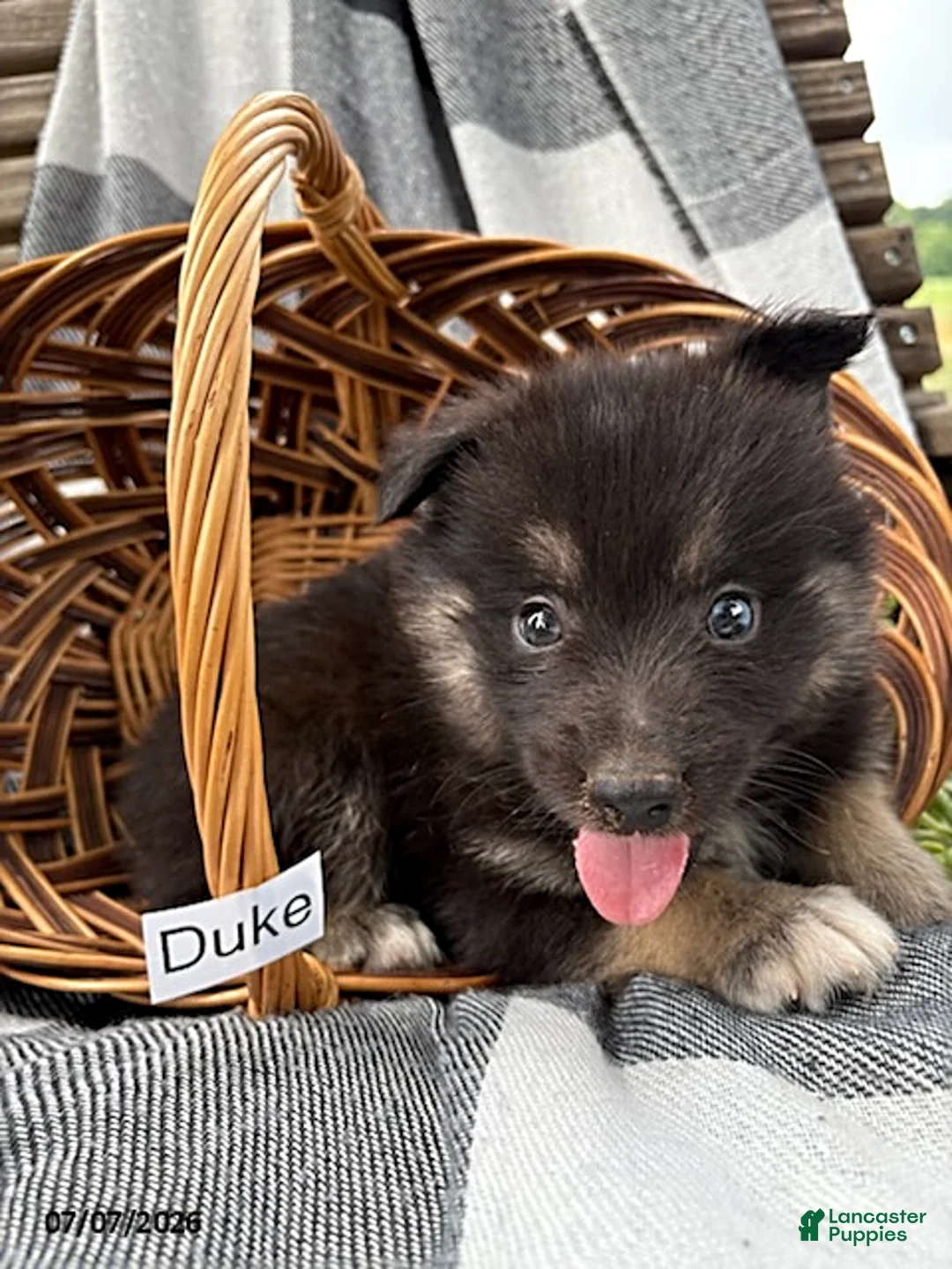 Pomsky dogs for sale: Duke - Ad 2
