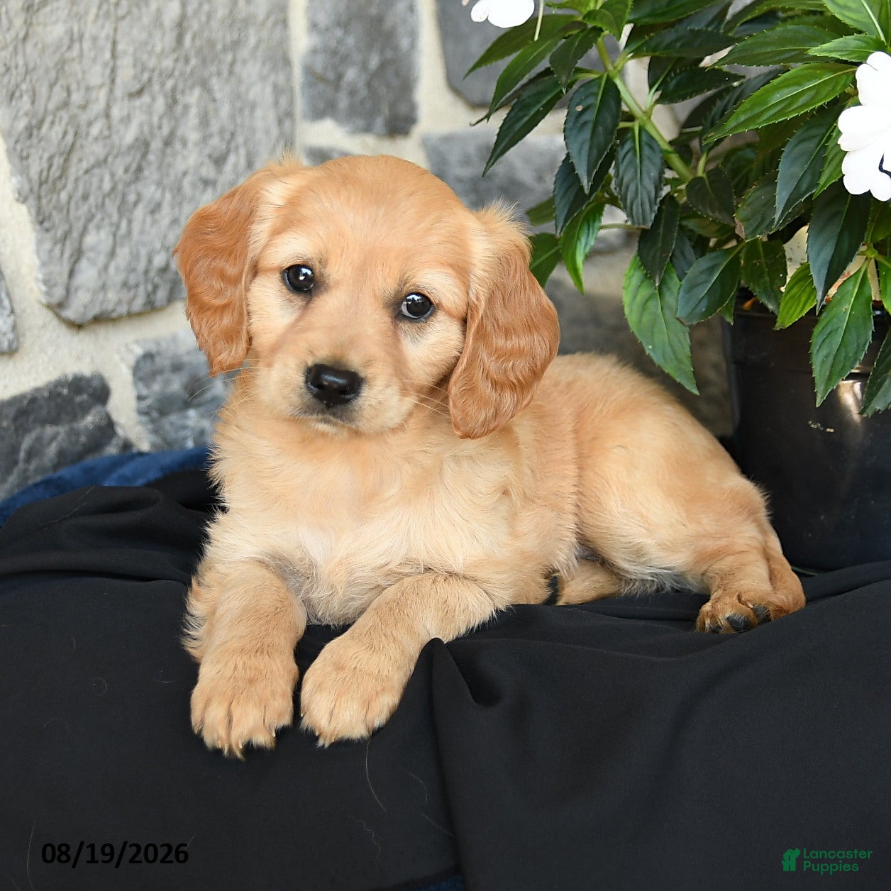 Miniature Golden Retriever dogs Winnie - Ad 2