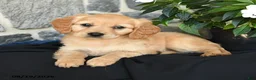 Miniature Golden Retriever dogs for sale: Winnie - Ad 2